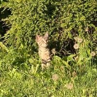 Gattina tre mesi e mezzo