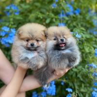 Cucciolo Spitz tedesco nano/ Pomerania