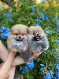 Cucciolo Spitz tedesco nano/ Pomerania