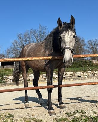 Cavalla