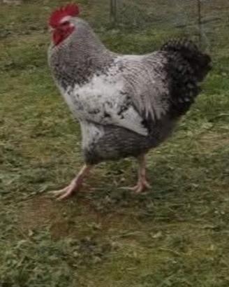 Gallo