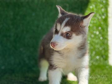 Husky