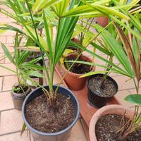 Trachicarpus fortunei piccole in vasi vari