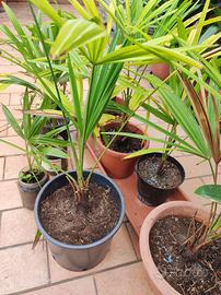 Trachicarpus fortunei piccole in vasi vari