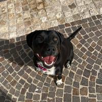 Pitbull Amstaff femmina