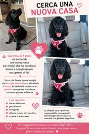 COCKER SPANIEL NERO, 1 ANNO, VUOLE UNA FAMIGLIA