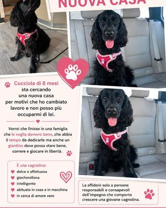 COCKER SPANIEL NERO, 1 ANNO, VUOLE UNA FAMIGLIA