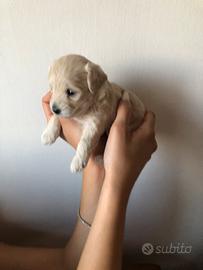 Maltipoo