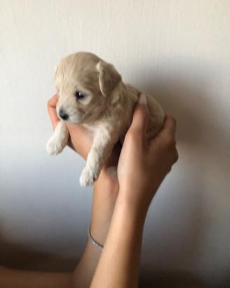 Maltipoo