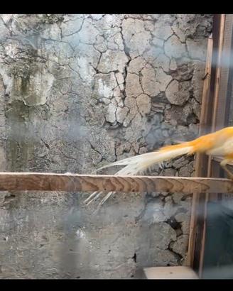 Fagiani dorati pesca