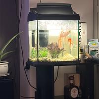 Acquario 20 litri