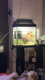 Acquario 20 litri