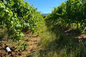 Terreno di 72000 m² a Laterina Pergine Valdarno