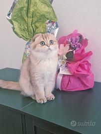 Scottish fold femmina pedigree FIAF