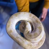 Pitone reale, serpenti, rettili