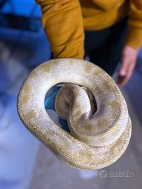 Pitone reale, serpenti, rettili