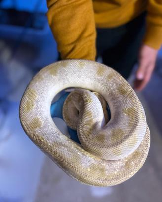 Pitone reale, serpenti, rettili