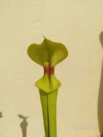 Pianta carnivora Sarracenia flava var rugelii 2