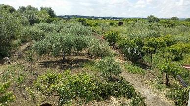 Villetta immersa nel verde