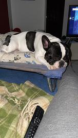 Bulldog francese