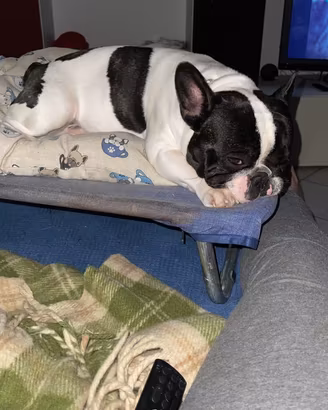 Bulldog francese