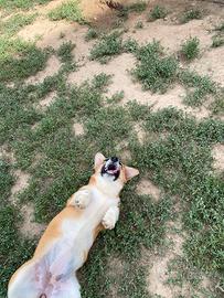 Corgi Pembroke