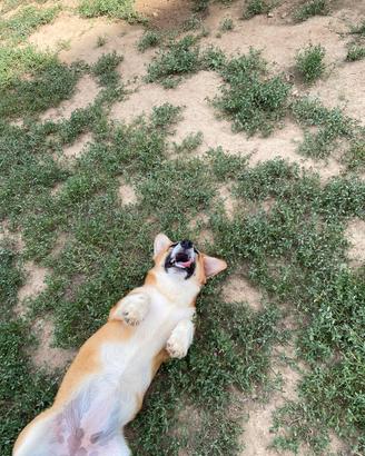 Corgi Pembroke