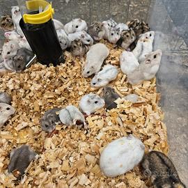 Criceti dorati varie colorazioni