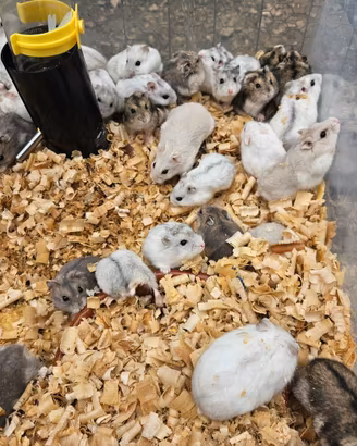 Criceti dorati varie colorazioni