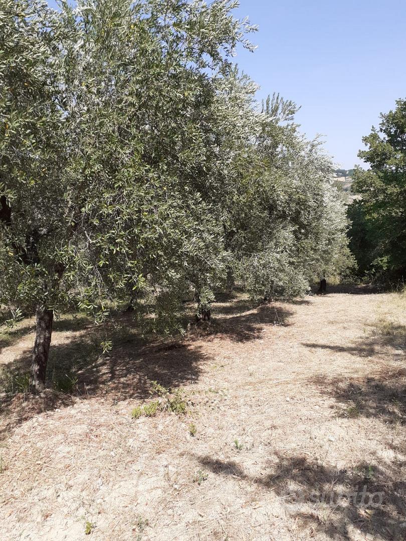Terreno a Lucito (CB) - Vista 2