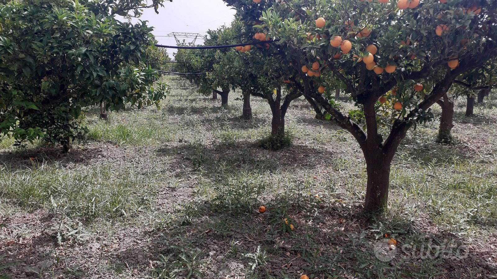 Giovane agrumeto tipo "Biondo tardivo" - Vista 3