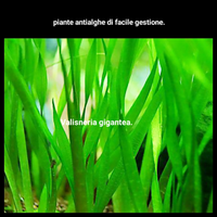 Piante per acquario di facile gestione