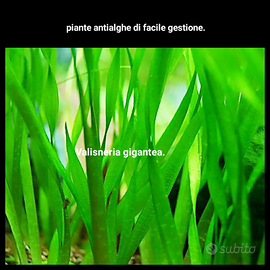 Piante per acquario di facile gestione