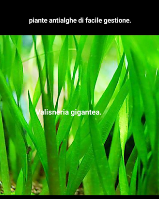 Piante per acquario di facile gestione