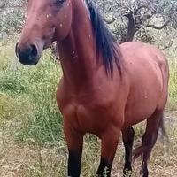 Cavallo appaloosa 3 anni