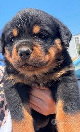 Cucciolata Rottweiler