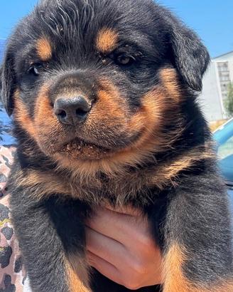 Cucciolata Rottweiler
