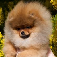 Cucciola volpino di pomerania(Spitz tedesco nano)