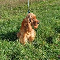 Cocker Spaniel Inglese disponibile per Monta