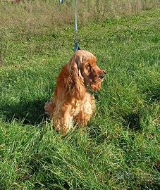 Cocker Spaniel Inglese disponibile per Monta