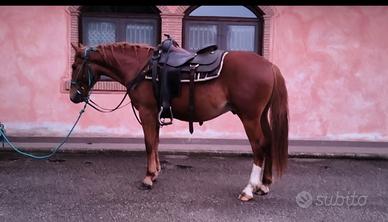 Super Pony, 140 cm
