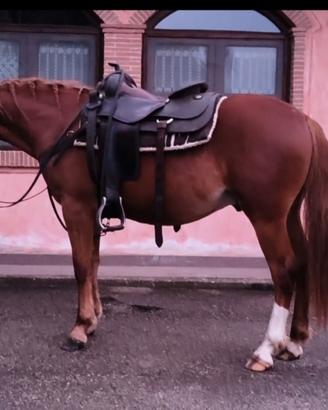 Super Pony, 140 cm