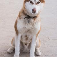 Siberian Husky rosso per monta/accoppiamento