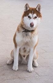 Siberian Husky rosso per monta/accoppiamento