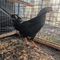 Galletto Olive Egger