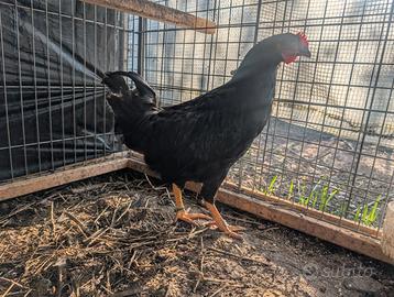 Galletto Olive Egger