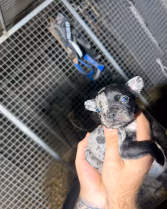 Bulldog francese esemplare raro