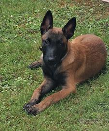 Cucciolo pastore belga malinois