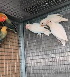 Agapornis Fischer Albini  - coppia riproduttiva