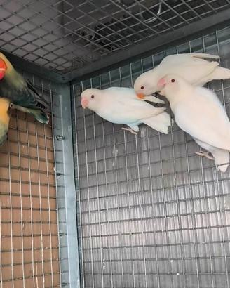Agapornis Fischer Albini  - coppia riproduttiva